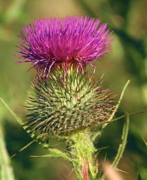 thistle